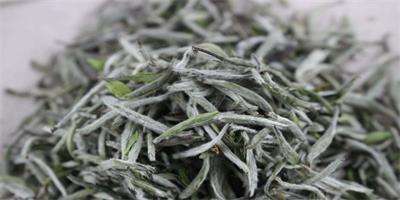 茶葉上的茸毛是什么？茶葉加工設(shè)備告訴你